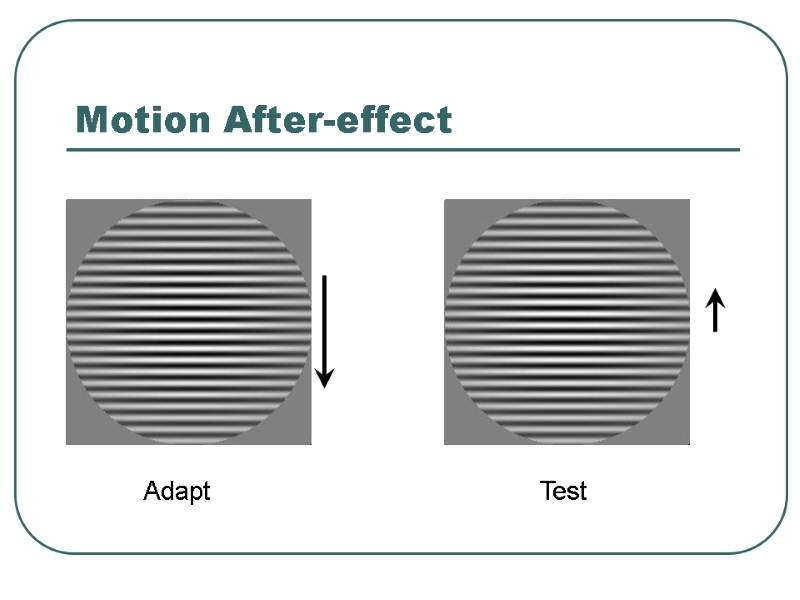 Motion After-effect Adapt Test